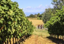 Grande notizia: la Gran Fondo della Vernaccia ai soci del BiciClubItaliano costerà di meno. Evviva! GF della Vernaccia