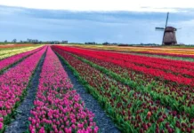 Tour dei Tulipani, aprile in bici nell’Olanda più vera