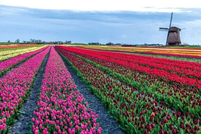 olanda-campo-tulipani-mulino-boatbiketours-G249M3B-hero-1