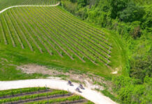 Nova Eroica Prosecco Hills: 1.500 partecipanti, da tutto il mondo Nova Eroica Prosecco Hills