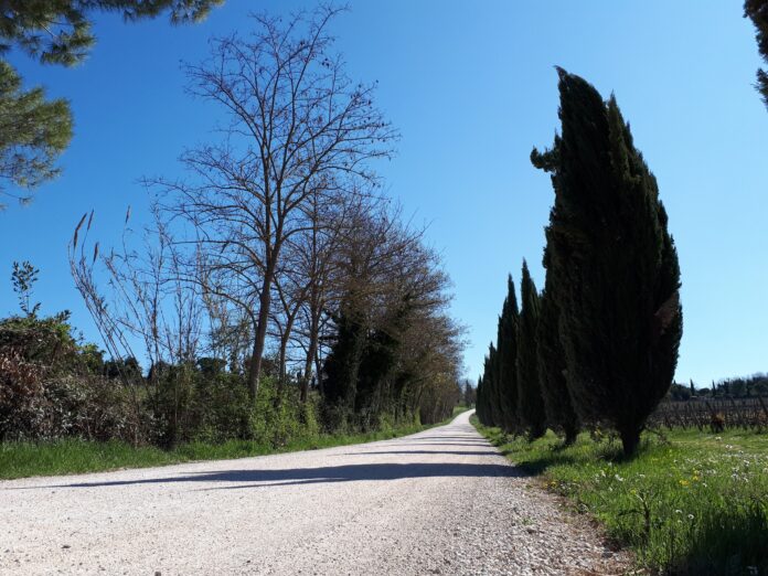 Strade Bianche del Sale