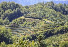 Randonnée Villa di Warmo, due percorsi per pedalare tra i vigneti del Friuli