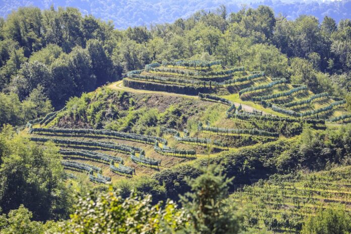 paradiso Friuli, brindisi, vino, vigna, azienda I Comelli